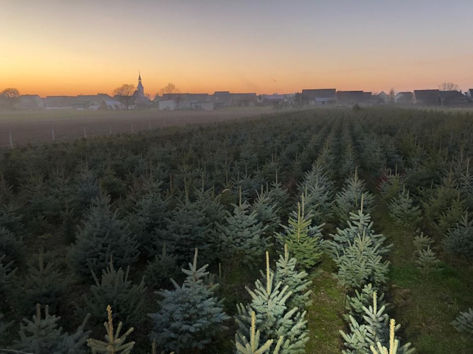 Choinki z właśnej plantacji Pisarzowice (gmina Strzeleczki)