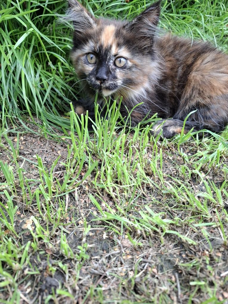 Maine Coon 3 miesięczny kociak