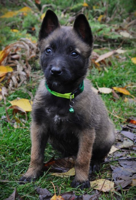 Малінуа бельгійська вівчарка