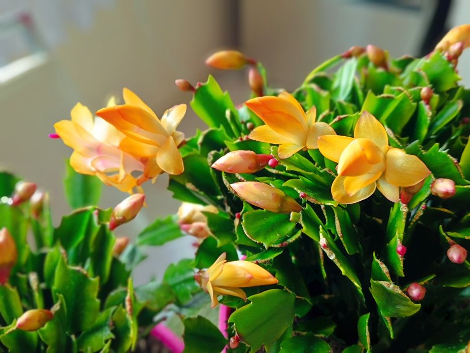 Żółty grudnik schlumbergera bardzo duża, kaktus bożonarodzeniowy