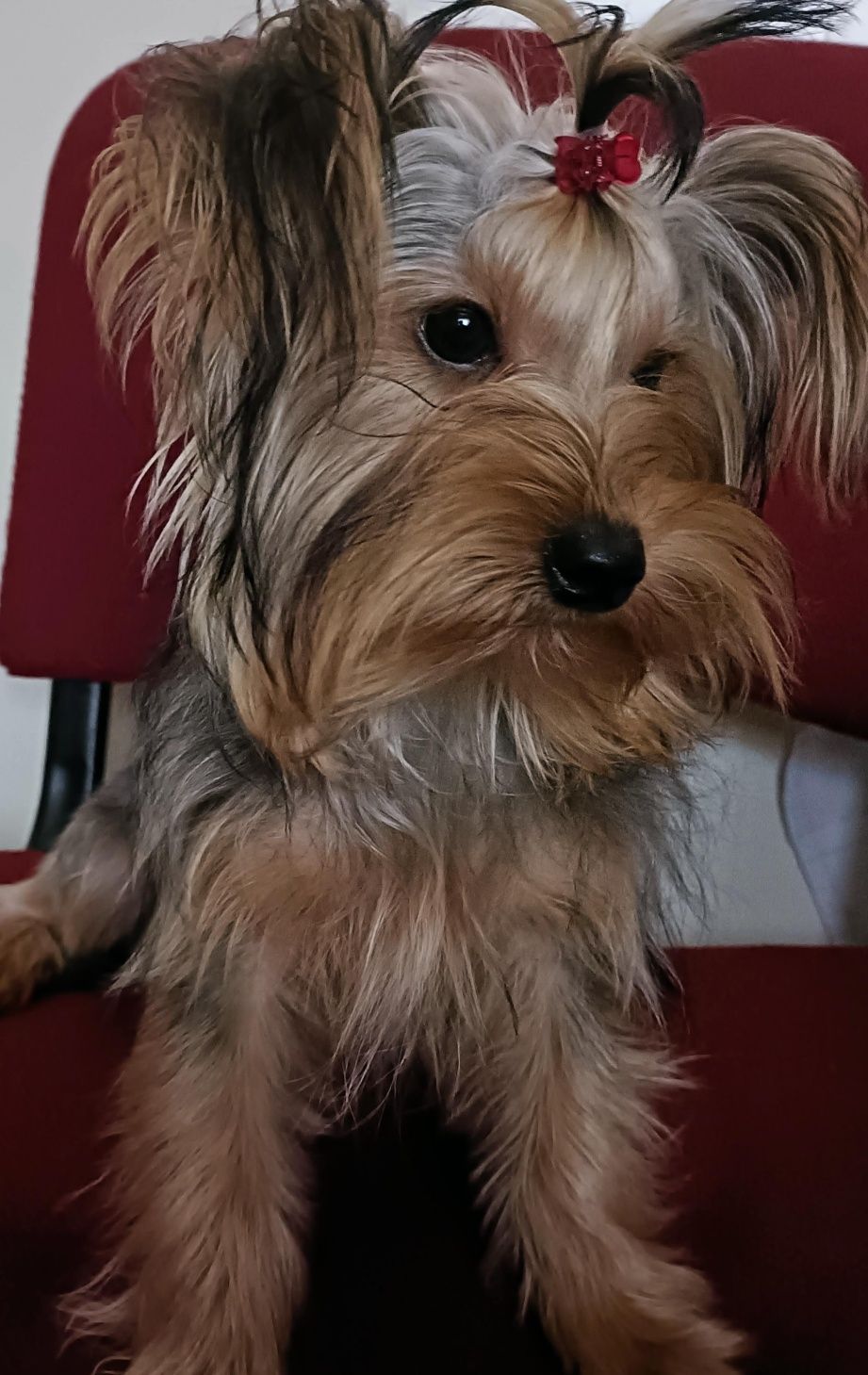 Yorkshire Terrier. Procuro namorada