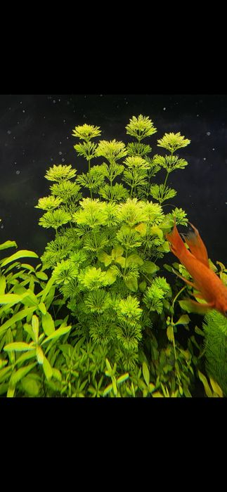 Limnophila sessiliflora rośliny do  akwarium 
Limnophila sessiliflora