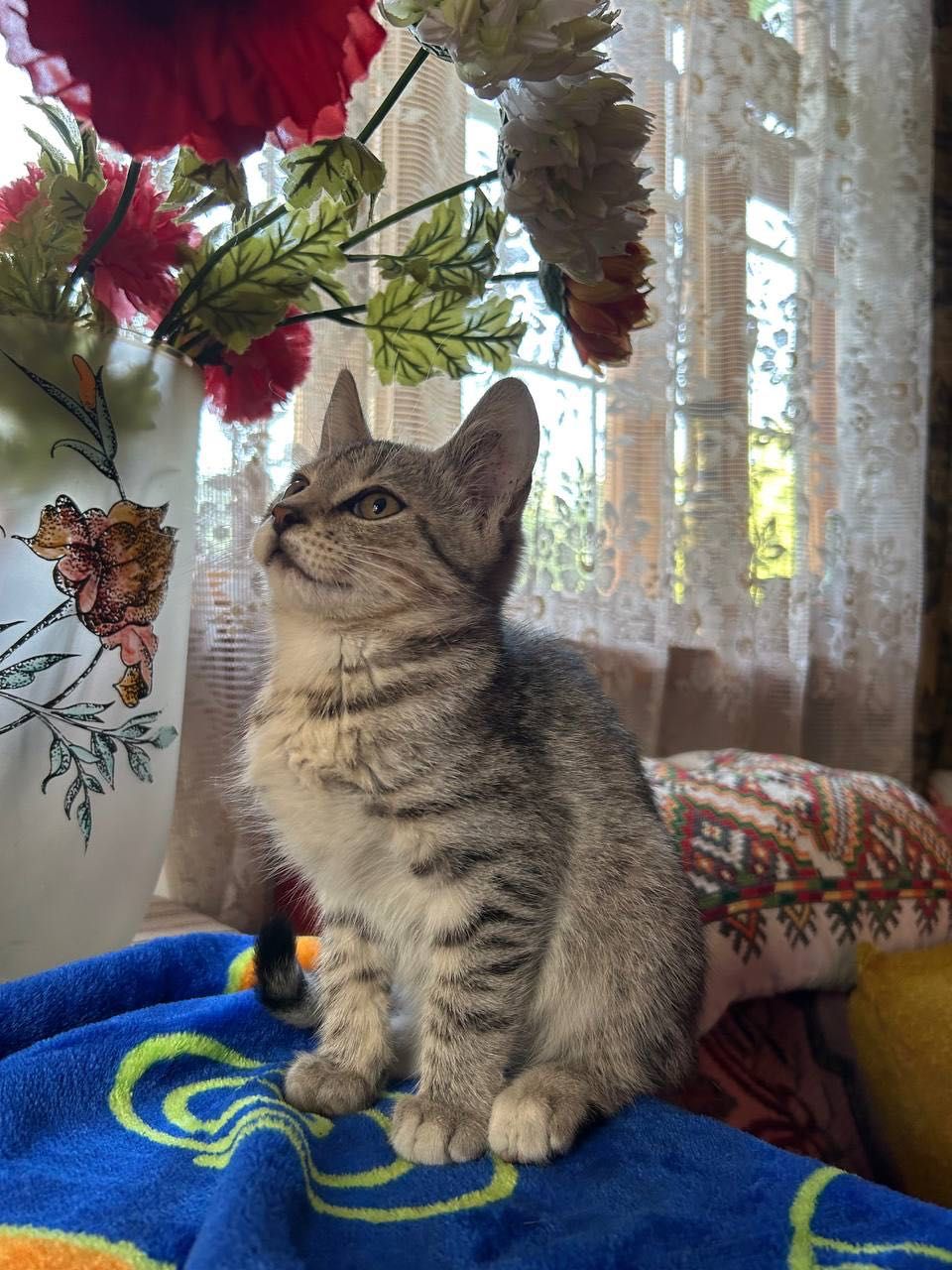 Віддам котика  у добрі руки