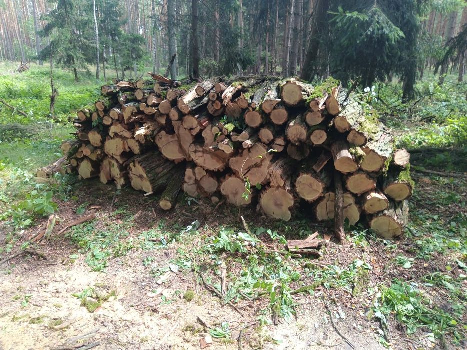 Drewno opałowe liściaste I iglaste transport pod adres.