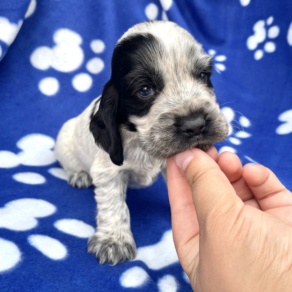 Cocker spaniel angielski szczeniak