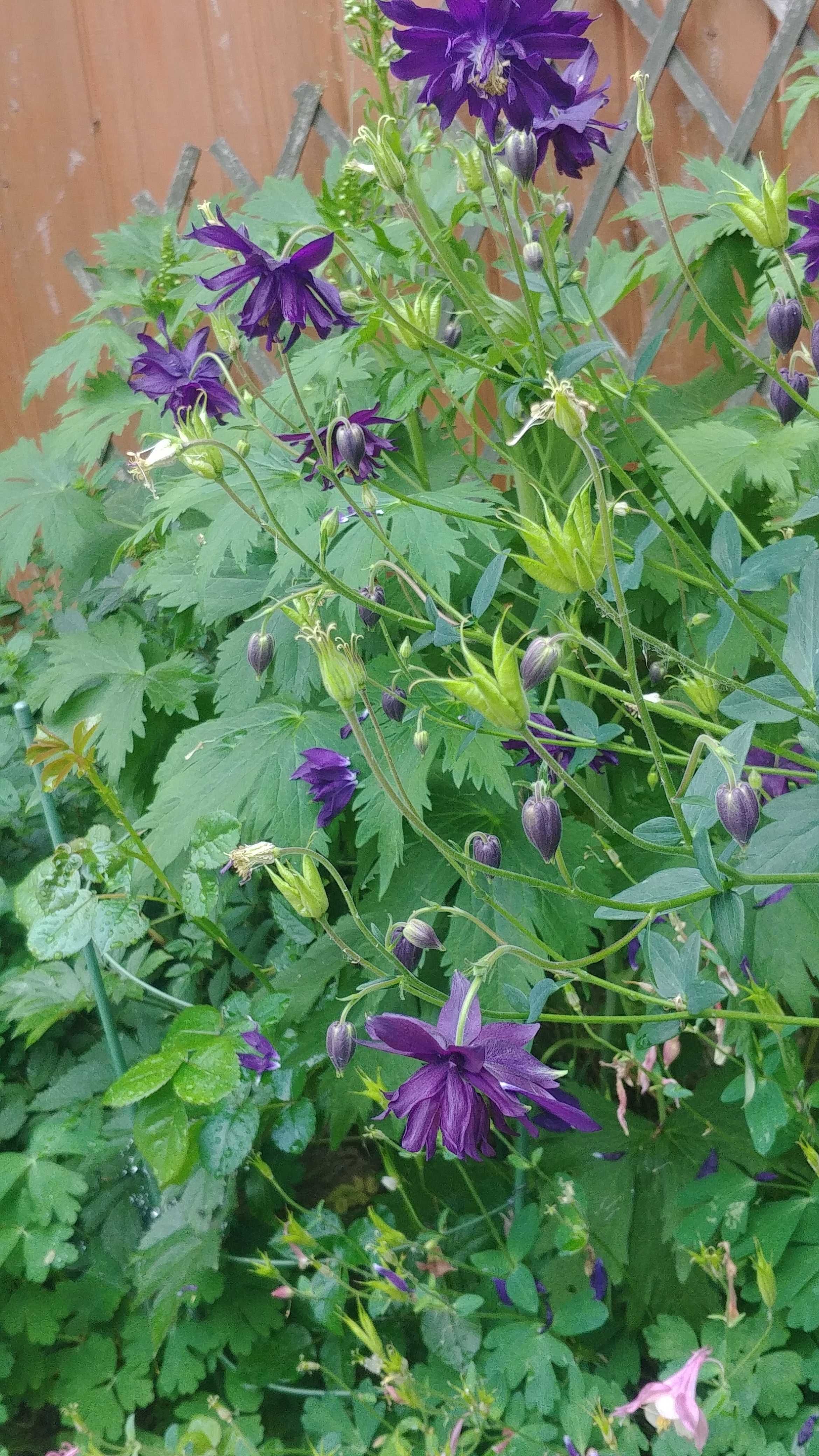 Orlik - piękna bylina  kwitnąca V/VI - na ogród , taras, balkon