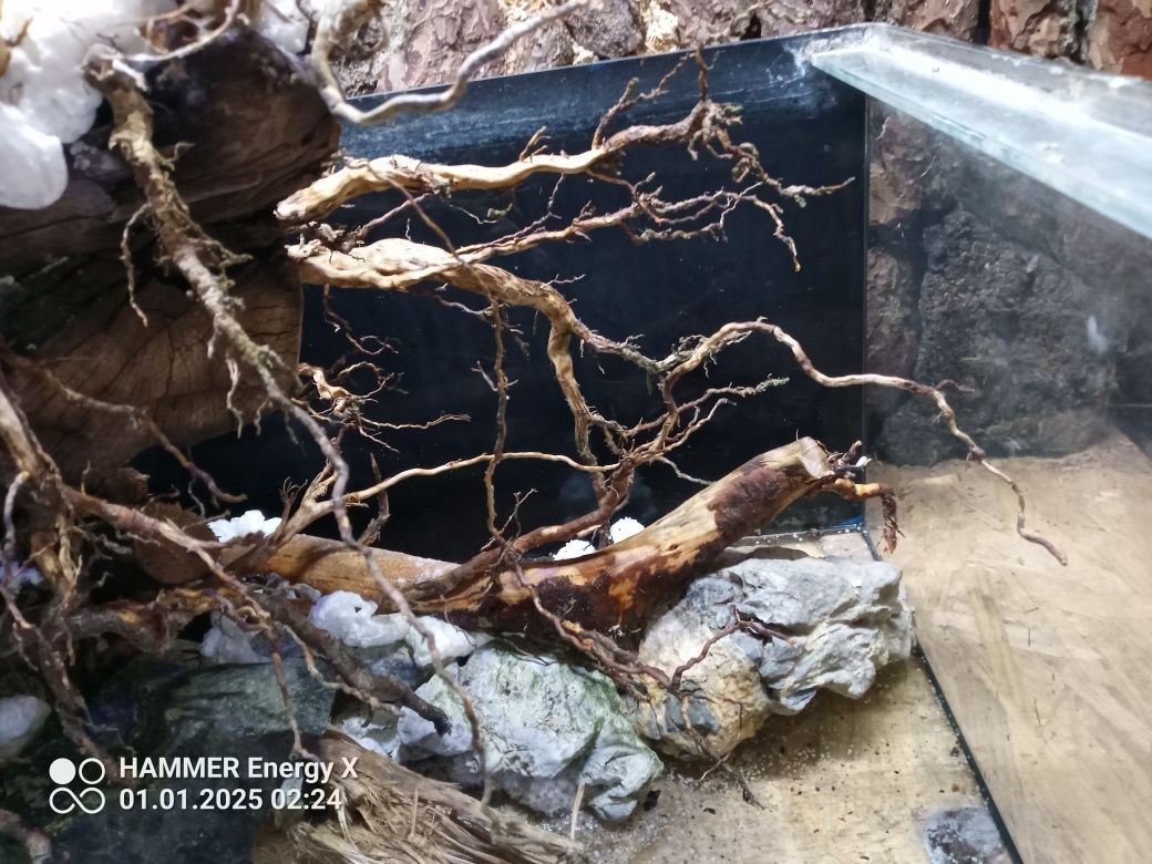 Akwarium ,Terrarium ,vivarium ,oczko wodne ,las w sloiku ...