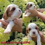 Cavalier King Charles Spaniel ZHPR UCI
