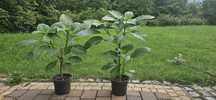 Datura, bieluń - sadzonka