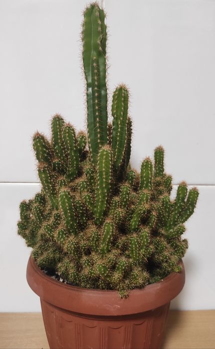 Кактус Цереус перуанський