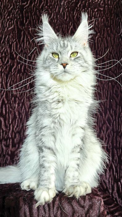 Шикарные котята из питомника