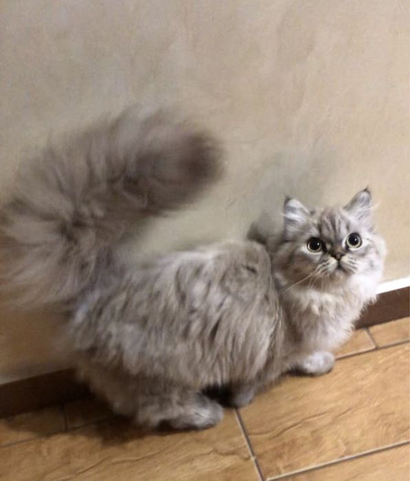 Страйт  котёнок девочка