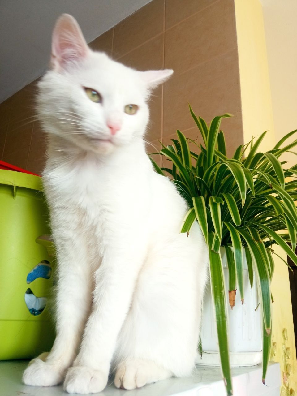 Котя! Котик 1,5 р. Мітити не буде