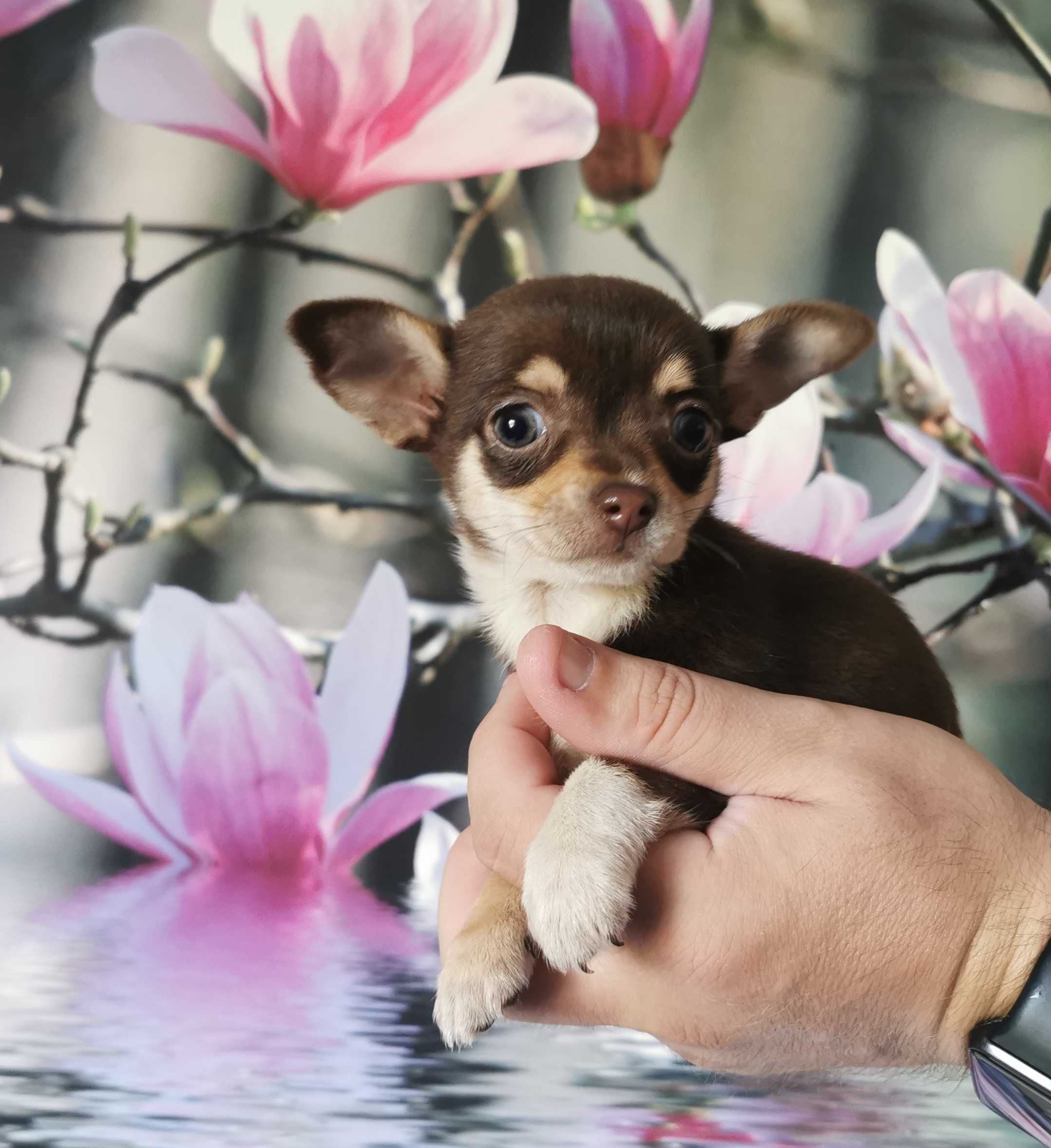 Cudowna dziewczynka rasy CHIHUAHUA !!!