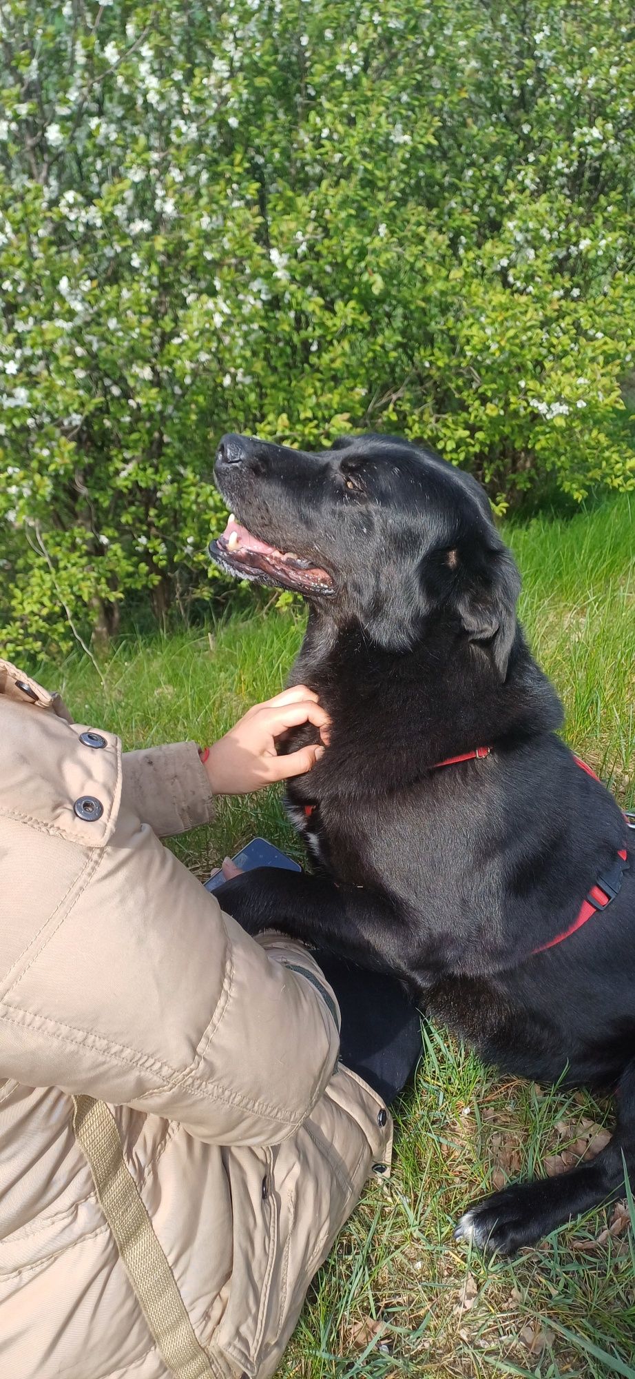 Sana w typie labradora do adopcji