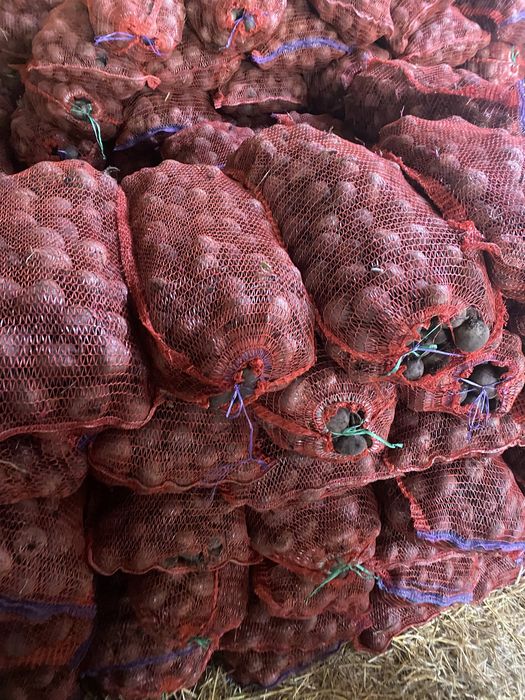 червоний домашній буряк