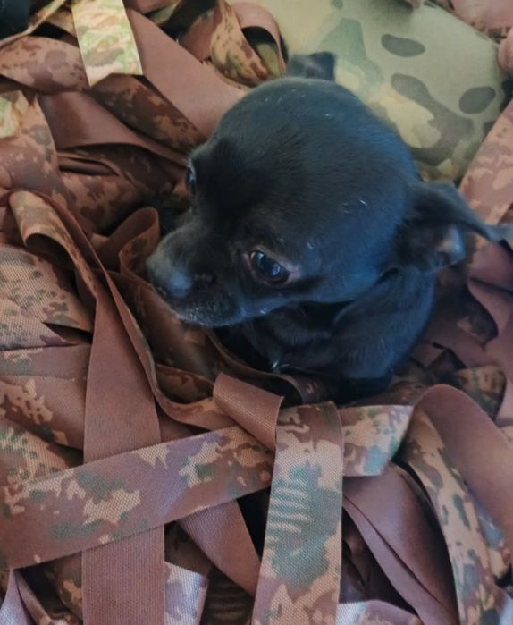 Собакач віддам в хороші руки