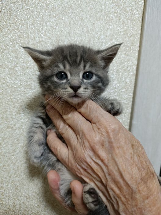 Кошеня котик хлопчик шотландський