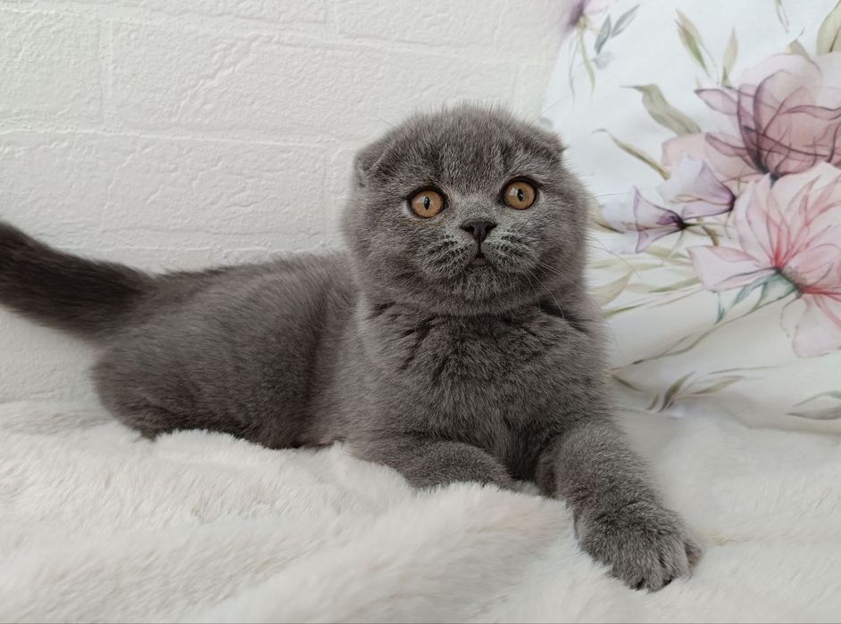 Клубна шотландська висловуха дівчинка