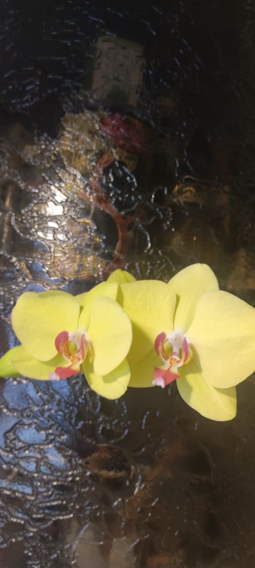Сортовая восковая орхидея (начало цветения)