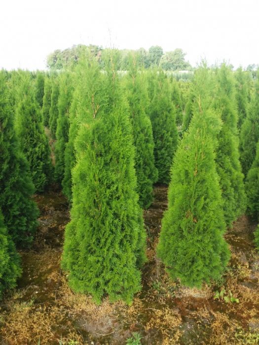 Thuja Tuja Szmaragd wys 200 cm