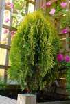 Plantas de Jardim TUIA DA CHINA