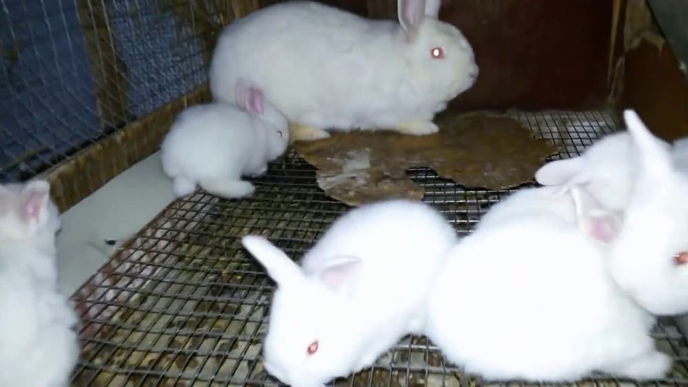 Кроличка з виводком, порода термонська біла.