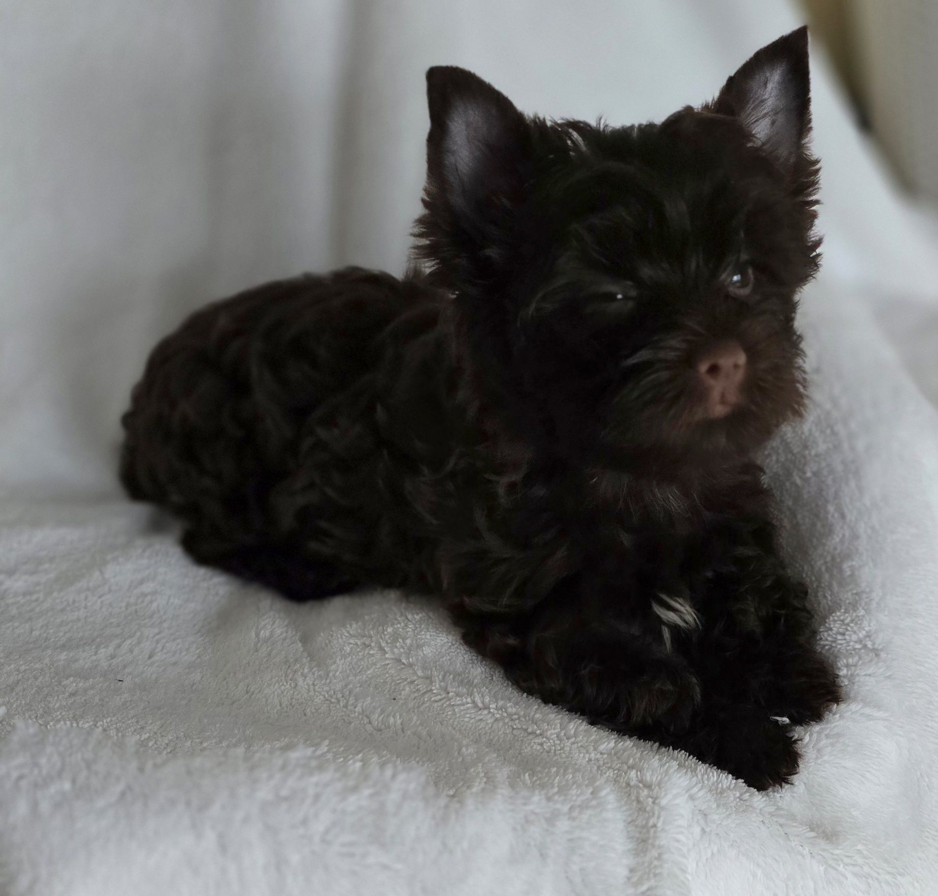 piesek yorkshire terrier chocolate