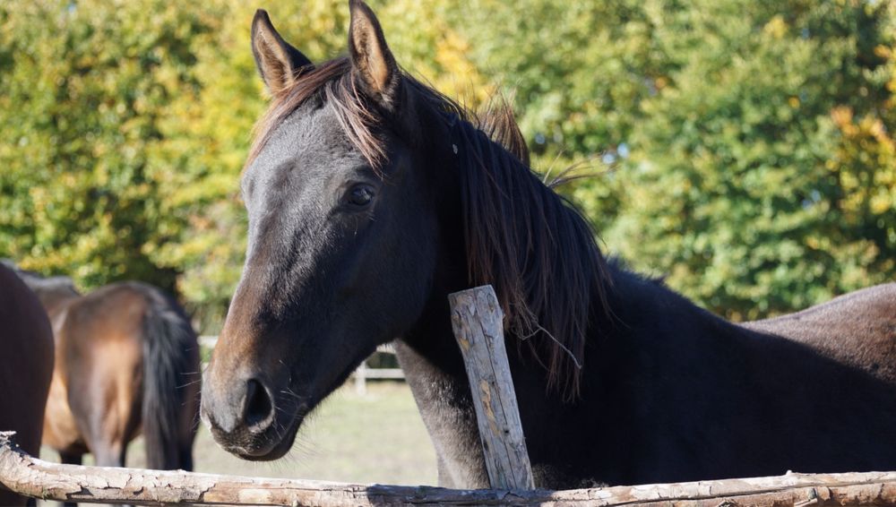 Roczny ogierek typ szlachetny