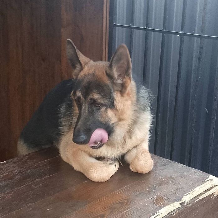 Німецька вівчарка, Лорд