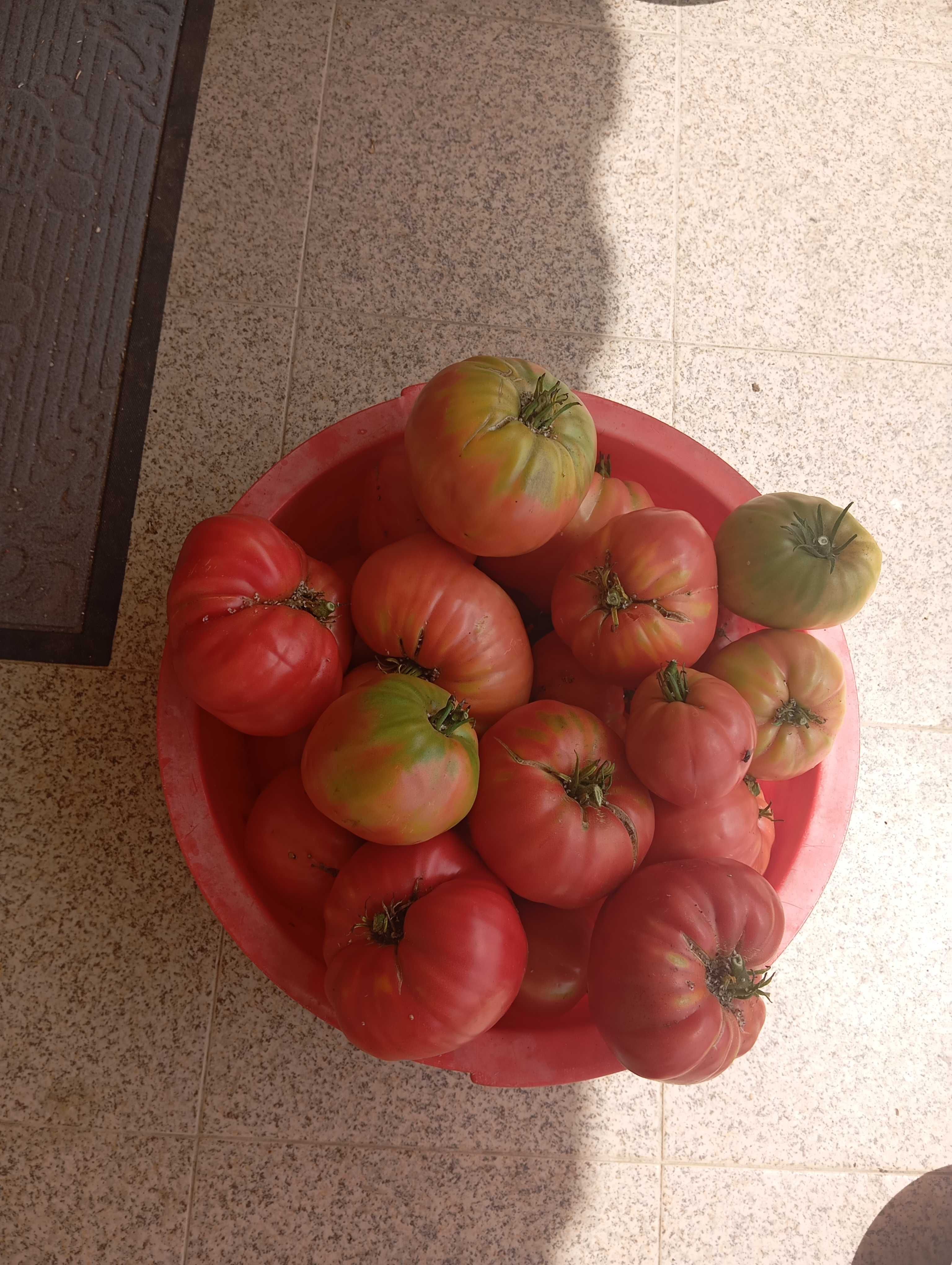 Tomates muito bons