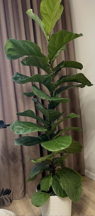 Фікус Лірата 180 см. висота
