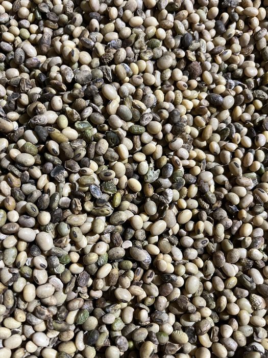 Продам сою не кондиція