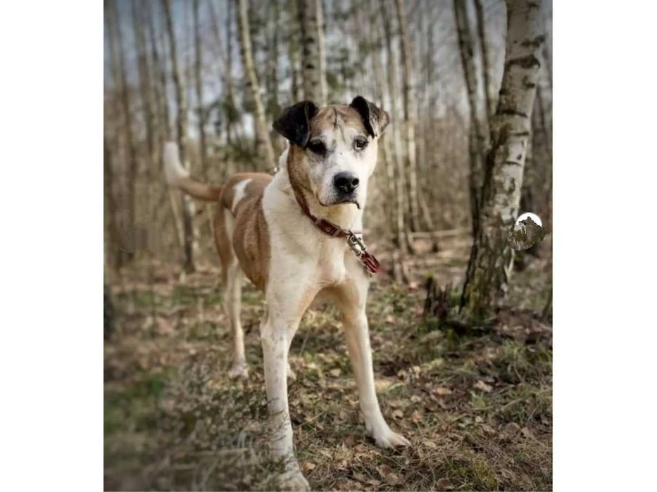 Pilnie! Jarzyna-DUŻY, przytulaśny, ŁAGODNY-możliwy dowóz