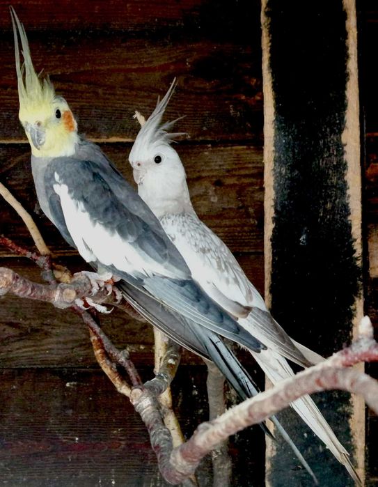 Papugi nimfy - Para lęgowa