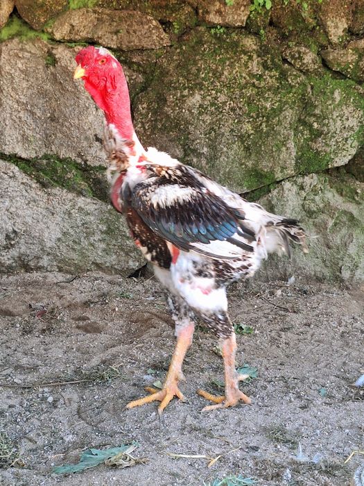 Índio e Polaco Gigante Brasileiro