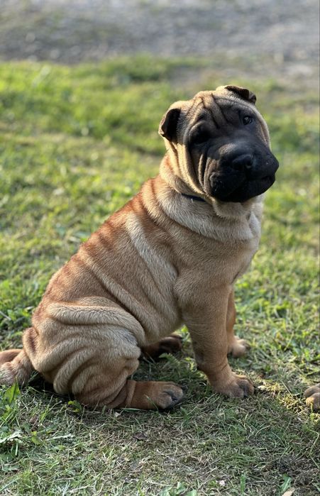 Shar Pei ZkwP/FCI
