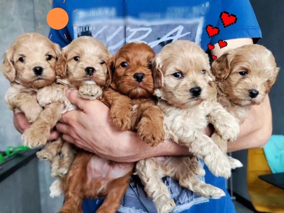 Cavapoo f1 щенки большой выбор