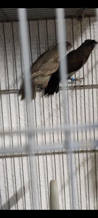 Vende se casal bengalins