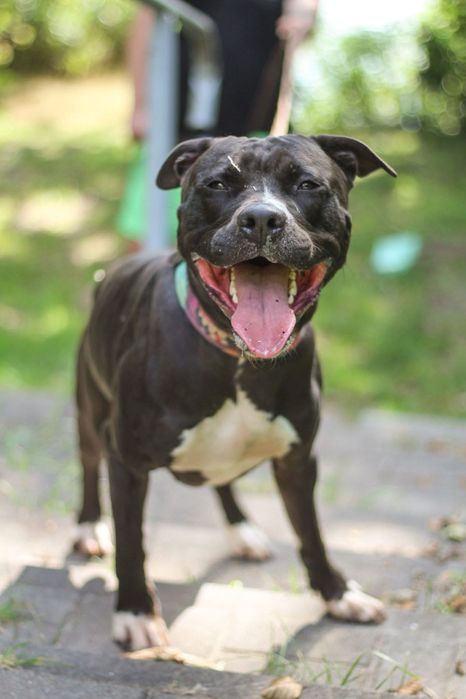 Ali 2 letni pitbull amstaff szuka domu