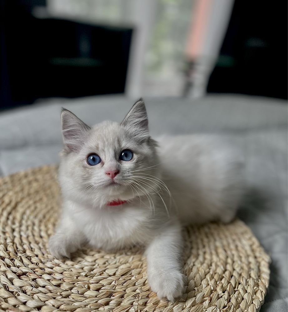Ragdoll sliczna dziewczynka