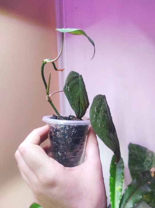 Филодендрон Миканс