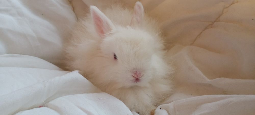 Білий ангорський декоративний кролик