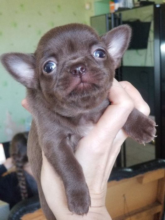 Мини Девочка чихуахуа