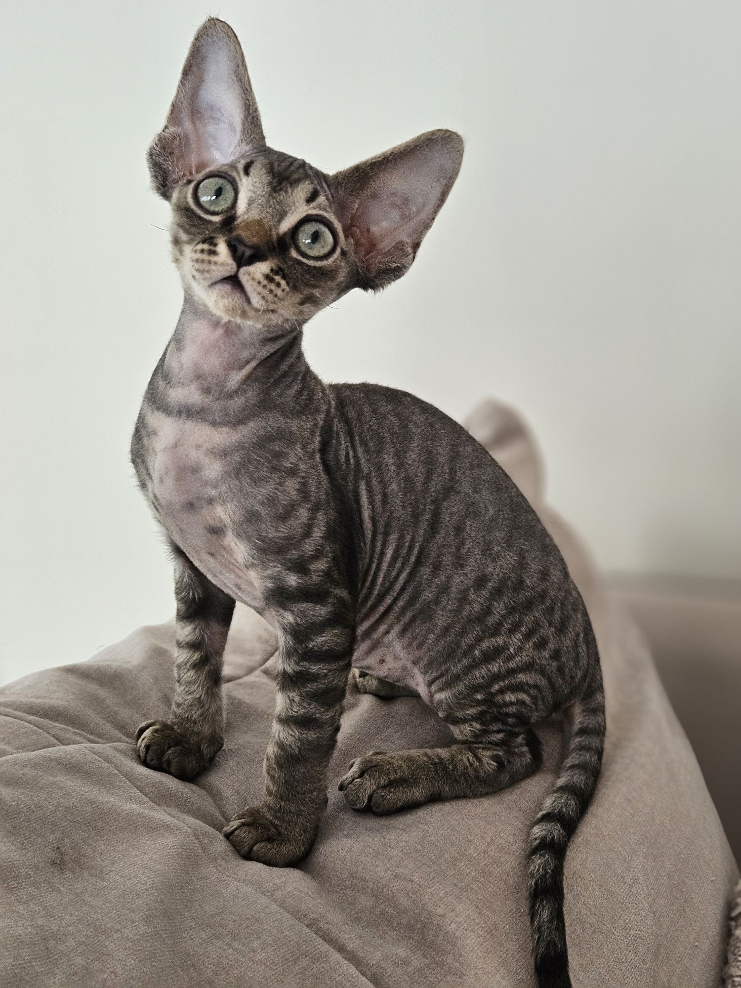 Kocurek Devon Rex