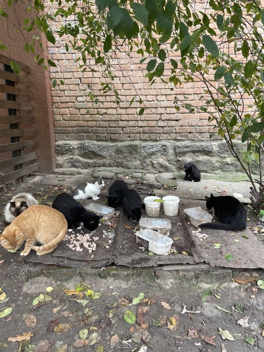 Котики в добрі руки