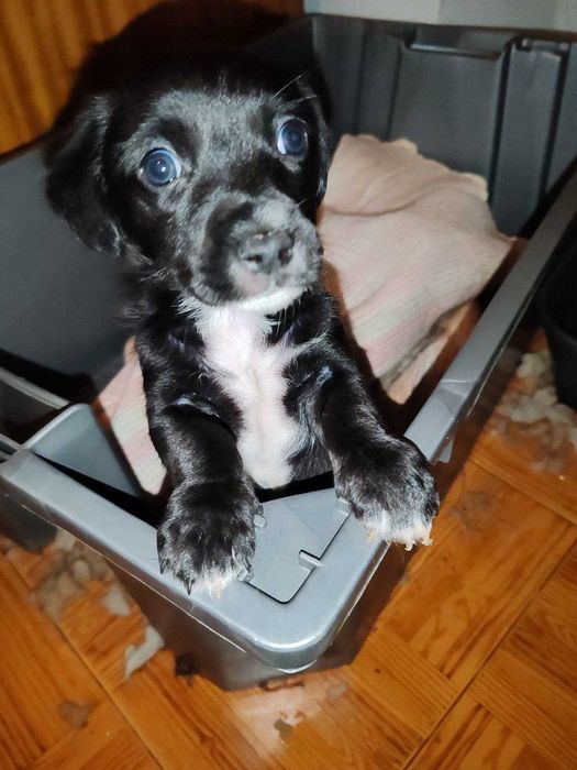 cachorrinho macho de companhia para adopção responsável