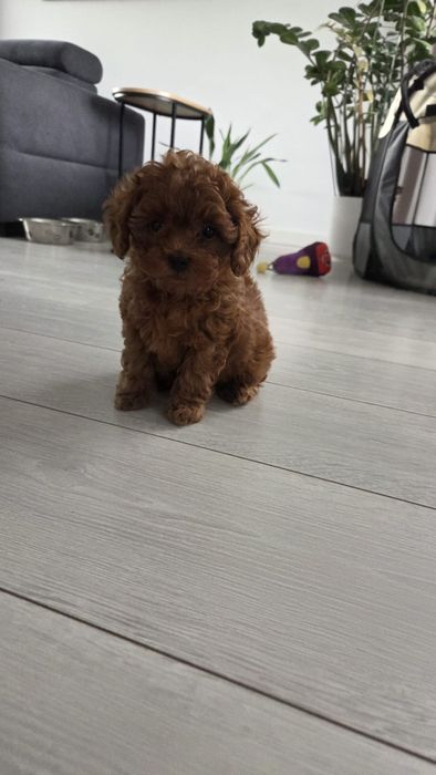 Pudel toy mini suczka