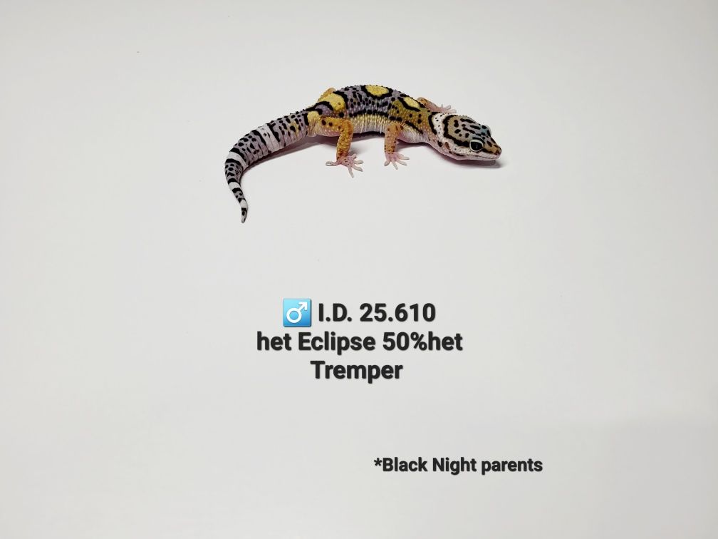 Gekony lamparcie