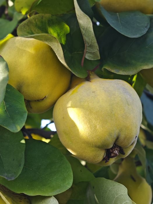 Pigwa gruszkowa z własnego ogrodu na soki nalewki galaretki